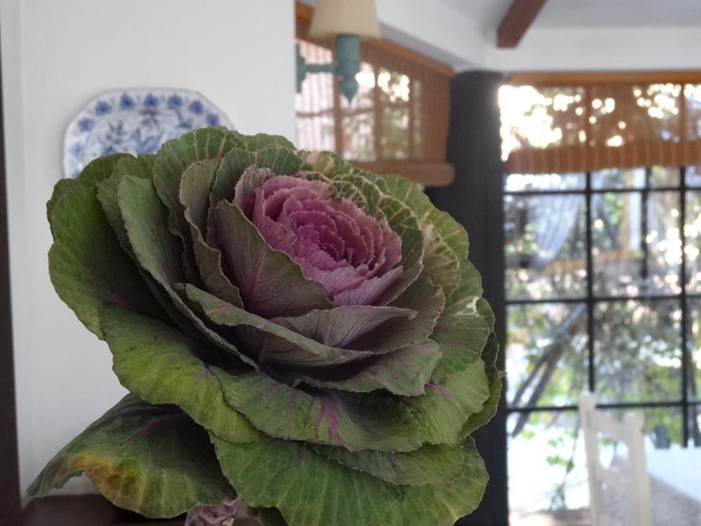Posada De La Flor كولونيا ديل ساكرامينتو الغرفة الصورة