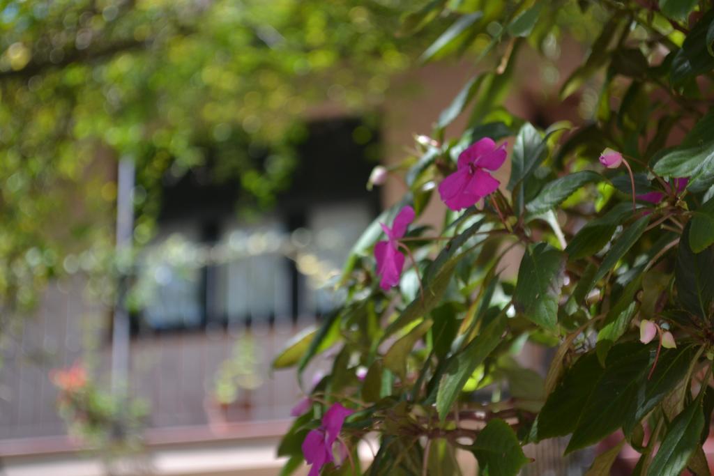 Posada De La Flor كولونيا ديل ساكرامينتو المظهر الخارجي الصورة